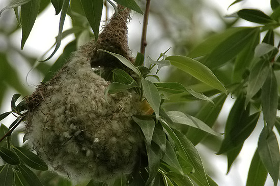 Buidelmees nest.jpg